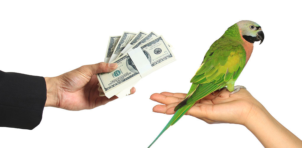 Bird Proof Your Home For Health and Safety