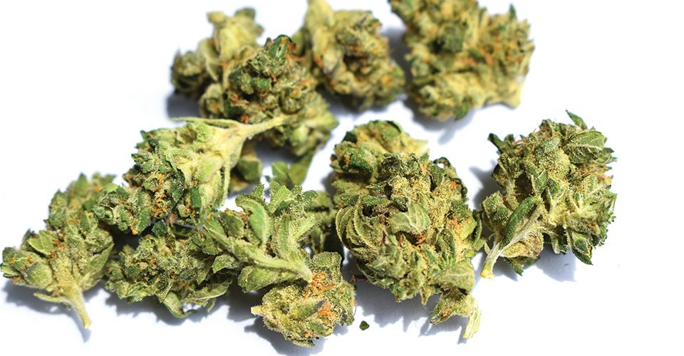 Goldbuds