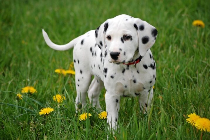 dalmatian puppies for sale