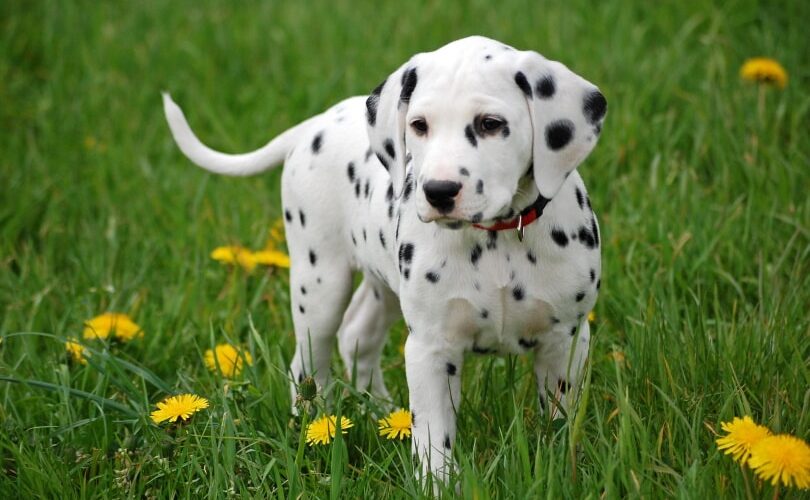 dalmatian puppies for sale