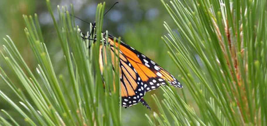 Is it true that we are a part of Nature