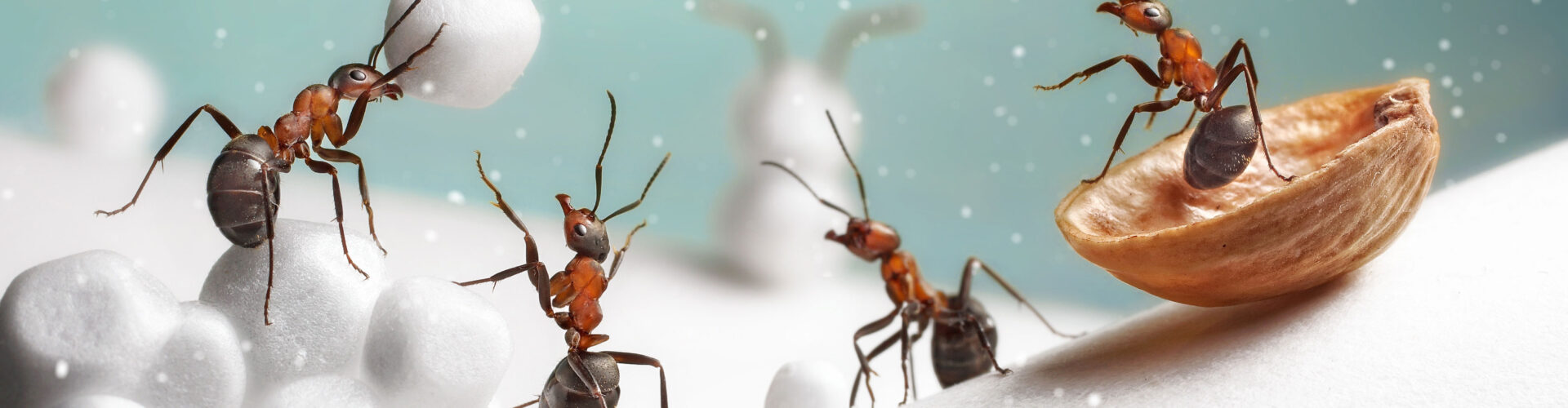 Sugar Ants