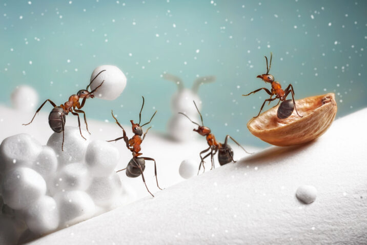 Sugar Ants