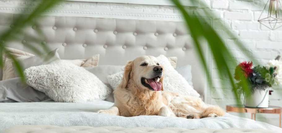 Thailand dog hotel