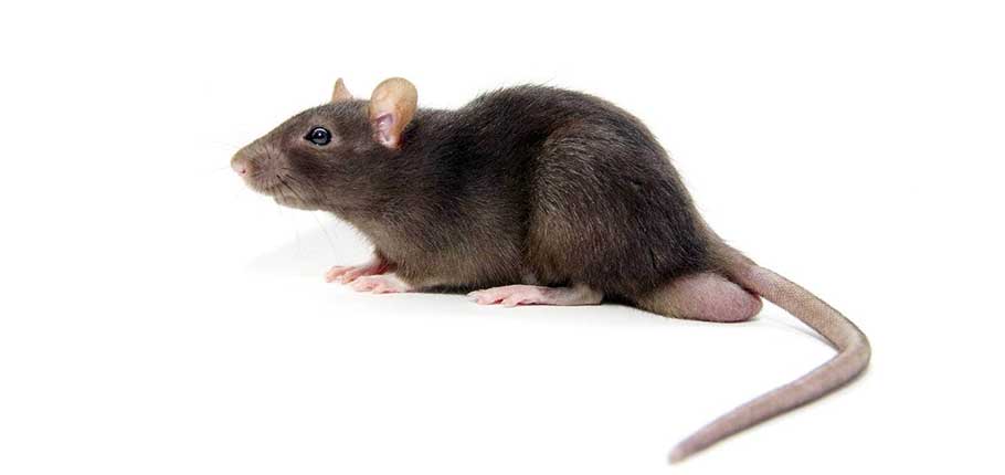Thailand Rat Control