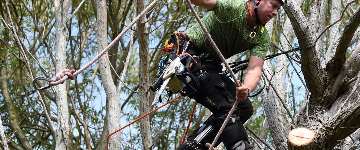 Tree Surgeon