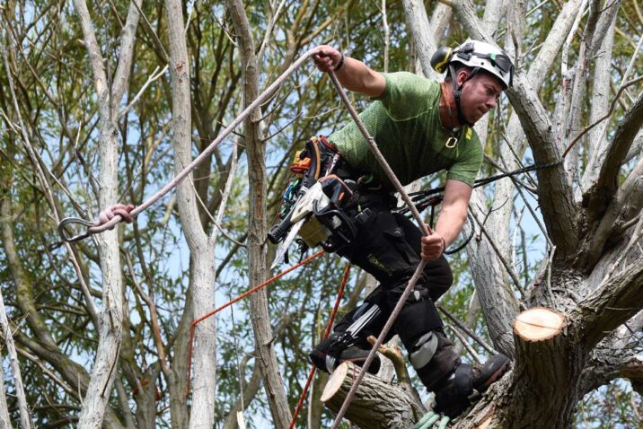 Tree Surgeon