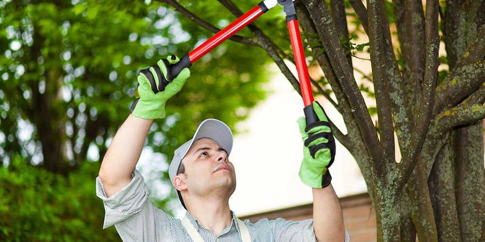 Tree Trimming
