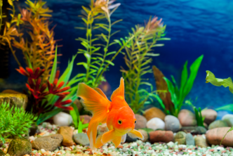 Maintain Fish Tanks