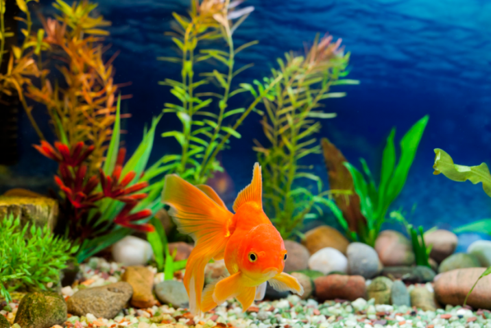 Maintain Fish Tanks