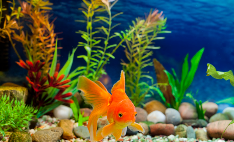 Maintain Fish Tanks
