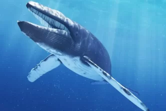 Southern Right Whale Adventures in South Africa