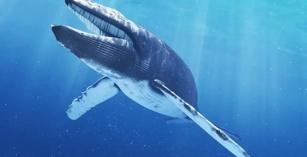 Southern Right Whale Adventures in South Africa