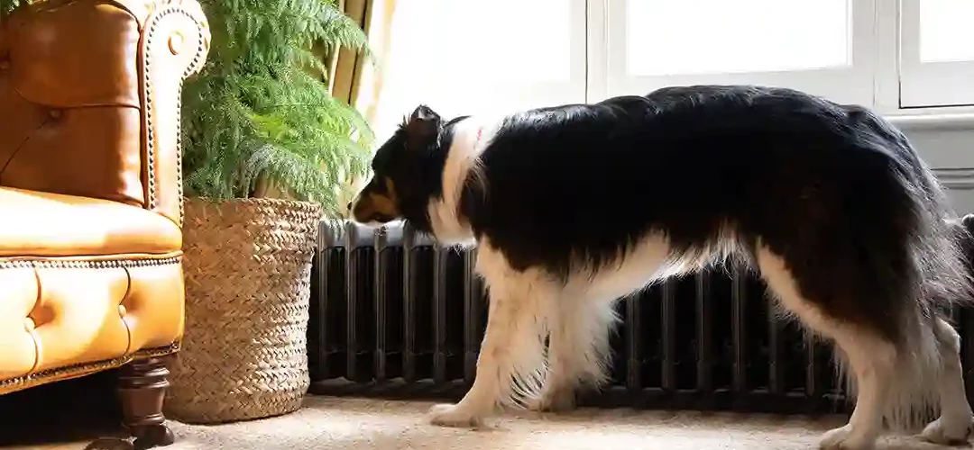 Dogs Pregnant