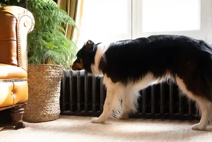 Dogs Pregnant