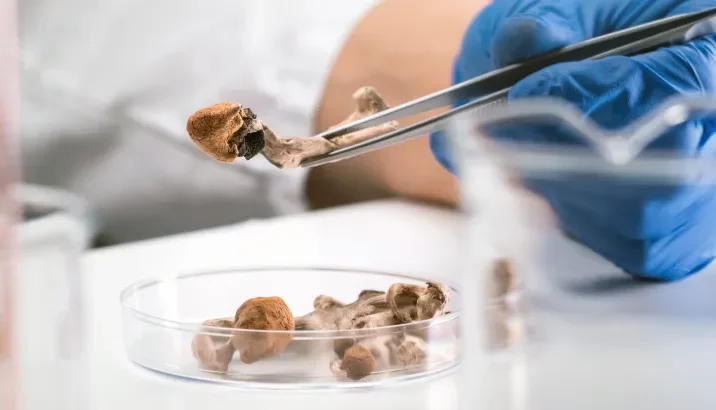 Microdosing Psilocybin Mushrooms