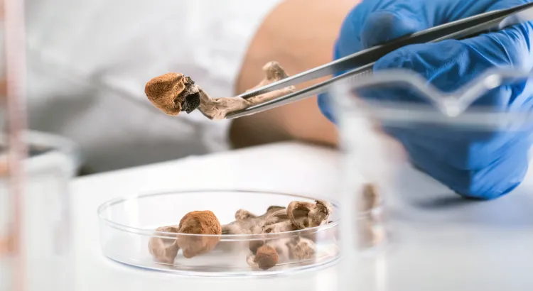 Microdosing Psilocybin Mushrooms