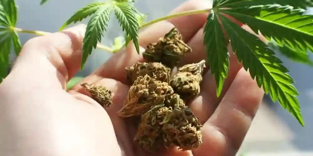 Online Weed Store