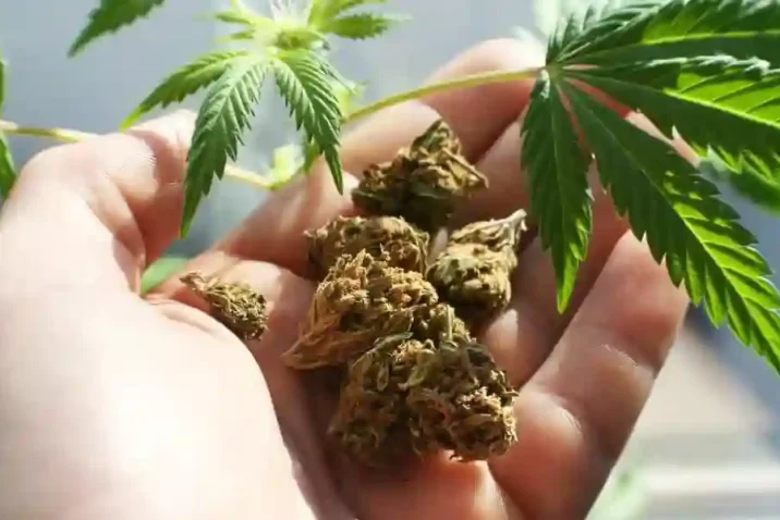 Online Weed Store