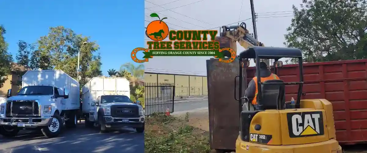 orange county tree services