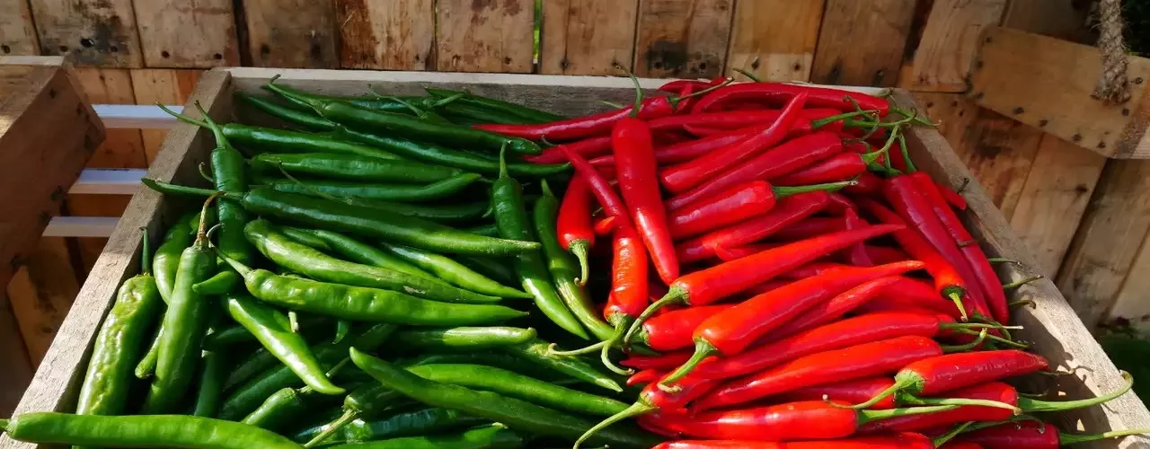 Red Chilli