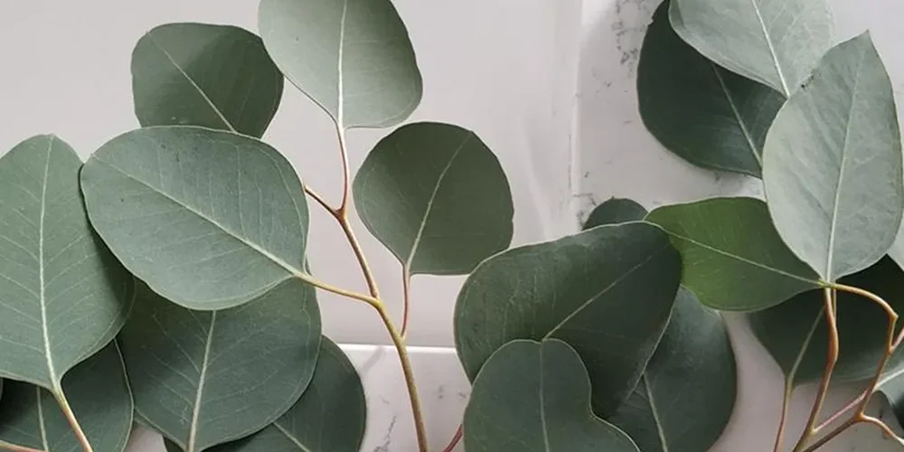 Sage Green Color Meaning