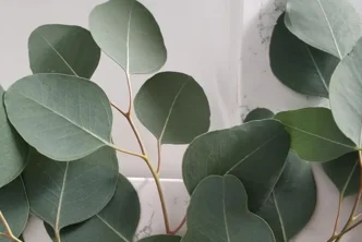 Sage Green Color Meaning