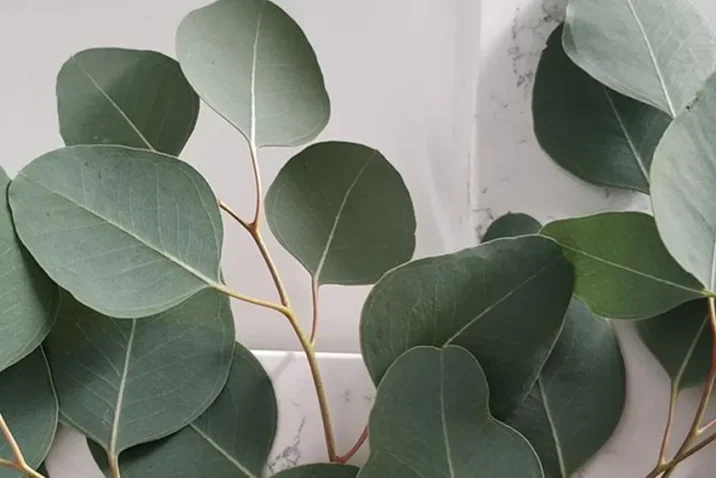 Sage Green Color Meaning