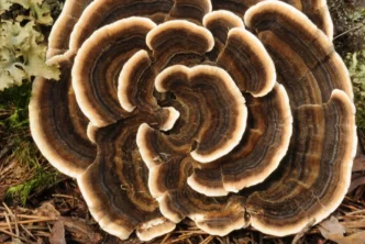 Turkey tail mushrooms