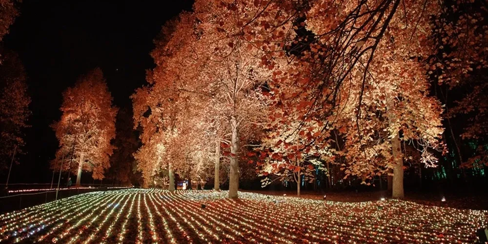 Windsor Great Park Illuminated
