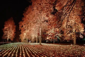 Windsor Great Park Illuminated