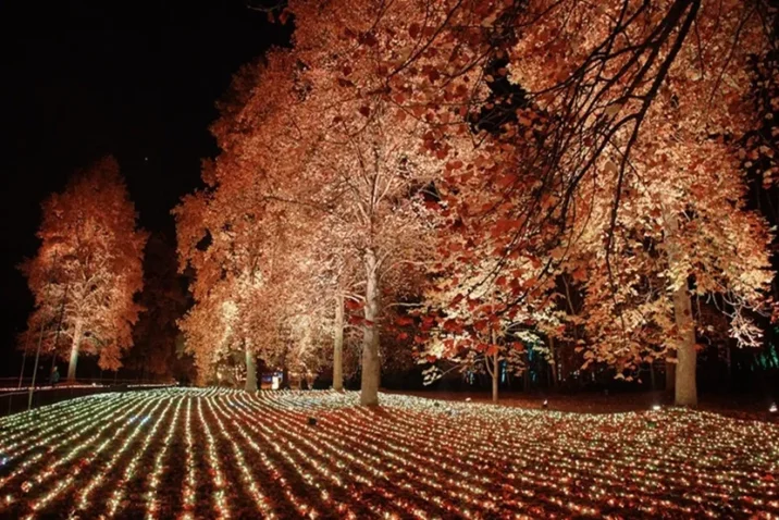 Windsor Great Park Illuminated